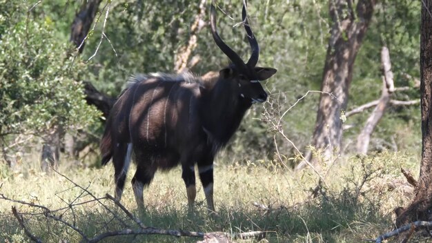 Een waterbok in het wild