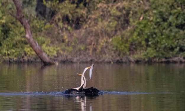 Een waterbuffel met een vis in zijn snavel