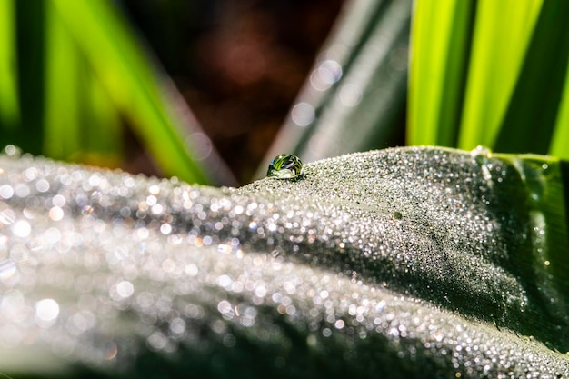 Een waterdruppel dauw op stengel van groen gras op lichtgroene achtergrond met bokeh