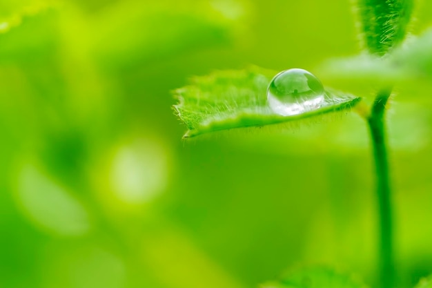 Een waterdruppel dauw op stengel van groen gras op lichtgroene achtergrond