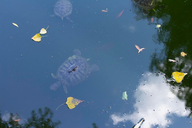 Foto een waterschildpad in de rivier een schildpad onder water een prachtig herfstlandschap
