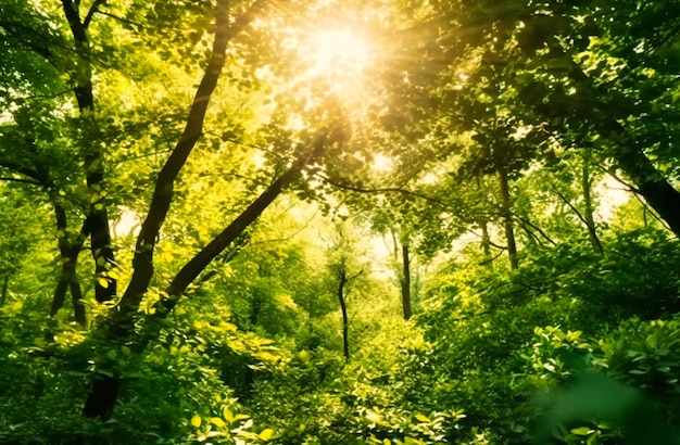 Een wazig beeld met de zon die door de takken van bomen schijnt