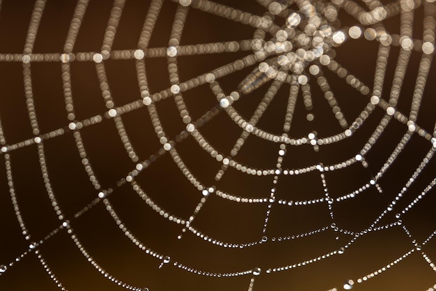 Een web met dauwdruppels op een droge doorn Spinnenwebben in het ochtendlicht