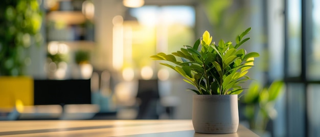 Een weelderige groene plant in een pot geniet van het zachte zonlicht van een moderne kantooromgeving met een vleugje natuur