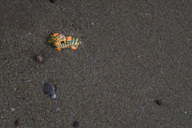 Een weelderige oranje schelpdierschelp op een zandstrand