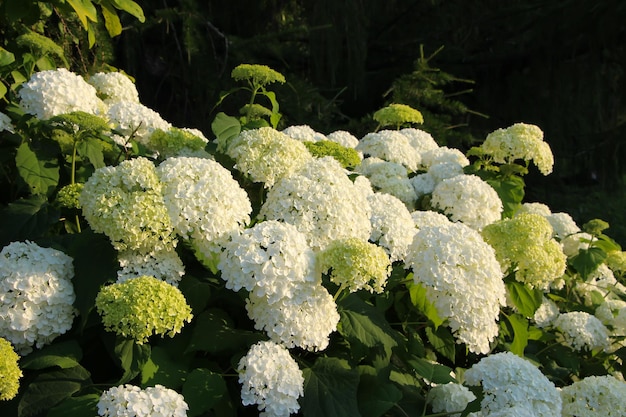 een weelderige struik met witte hortensiabloemen bij zonsondergang in de botanische tuin