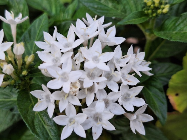 Foto een weelderige witte bloem