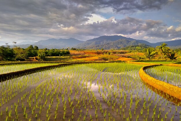 Een weergave van de weerspiegeling van een berg in een nieuw geplant rijstveld in Noord-Bengkulu, Indonesië