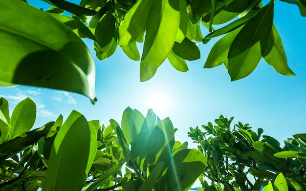 Een weergave van een boom met groene bladeren en de zon die door de bladeren schijnt