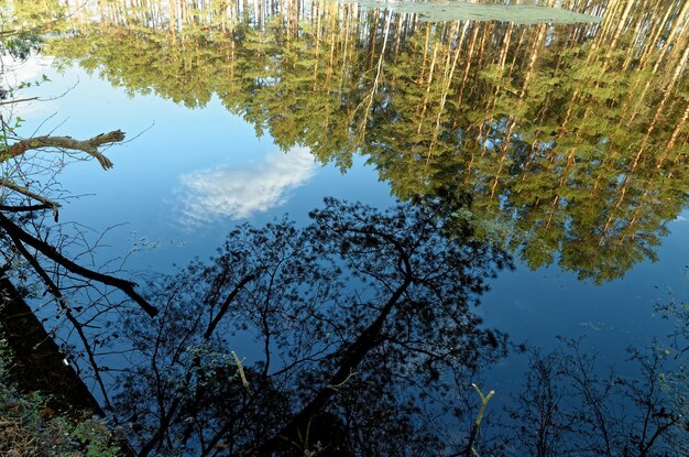 Een weerspiegeling van bomen in een meer