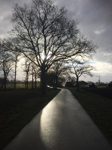 Foto een weg die door kale bomen loopt.