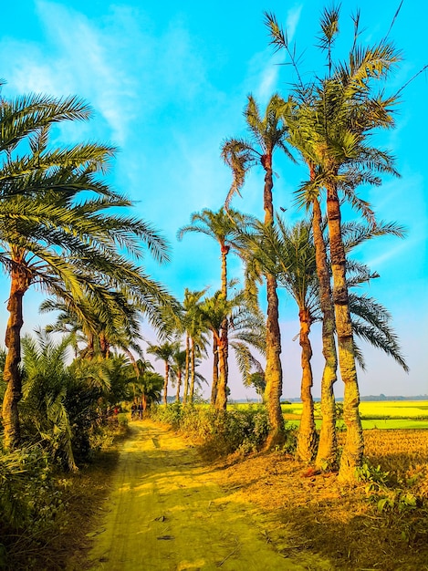 Een weg die leidt naar een veld met palmbomen op de voorgrond.