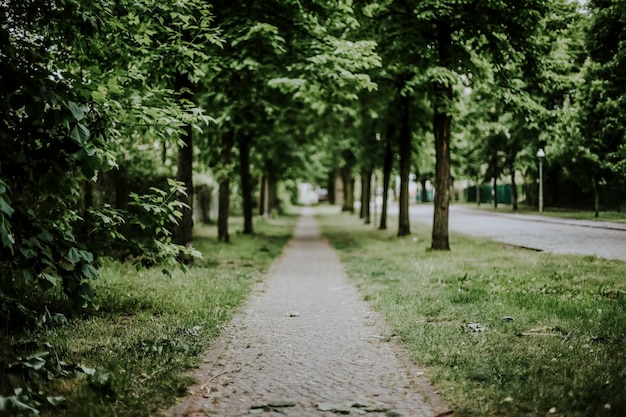 Een weg door bomen.