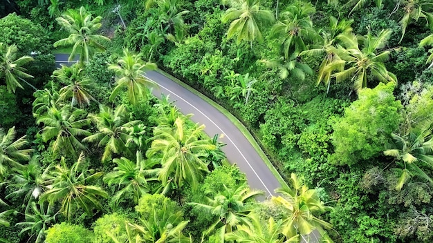 Foto een weg door de jungle met palmbomen