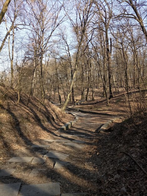 Een weg in het bos bij het meer