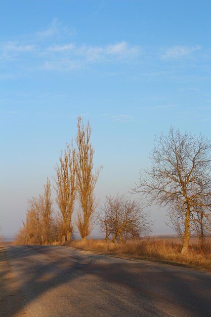 Foto een weg met bomen aan de zijkant.