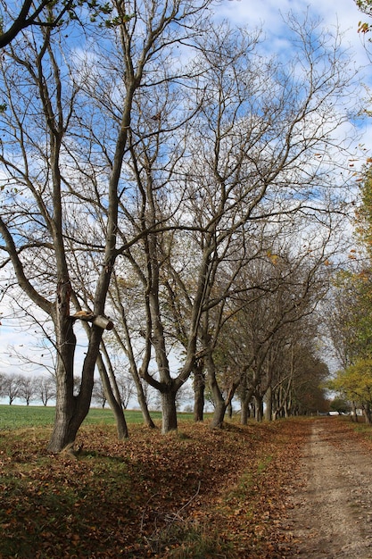 Een weg met bomen en gras.