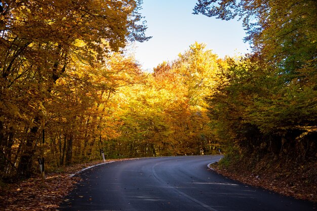 Een weg met een gele boom in de herfst