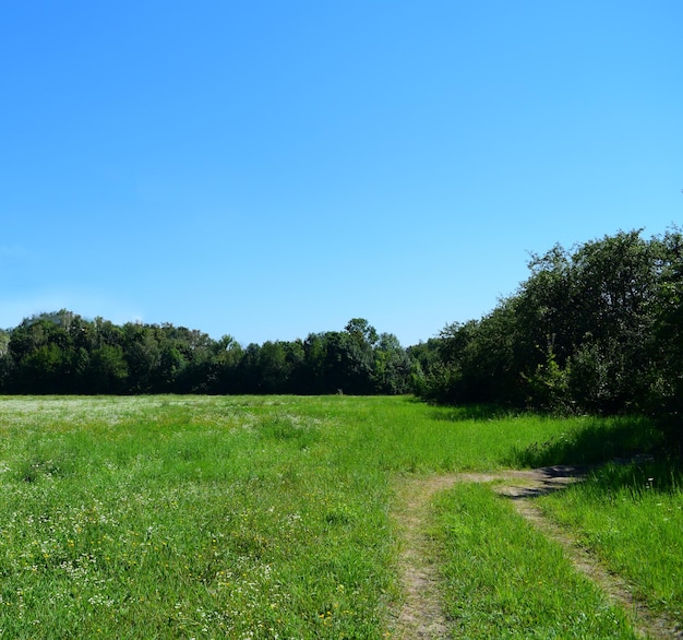 Een weg op groen gras in een veld met sporen van een auto en een bos