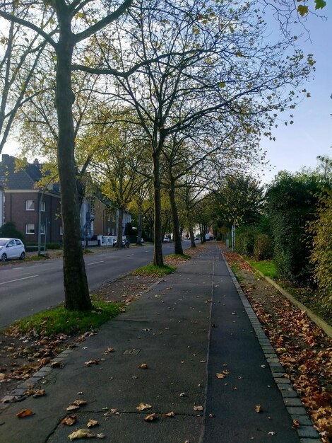 Een weg tussen kale bomen in de stad.