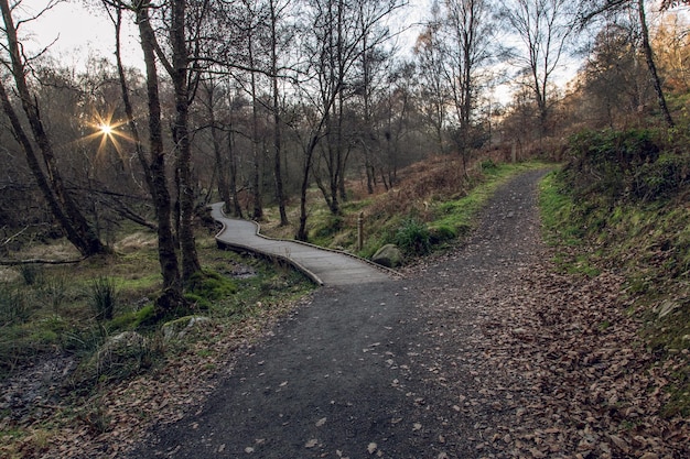 Foto een weg tussen kale bomen in het bos.