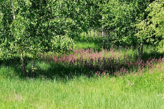 Een weide met roze bloemen tussen jonge berken op een zonnige ochtend