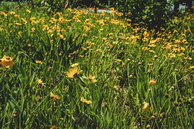 Een weide van bloeiende gele lancetvormige coreopsis