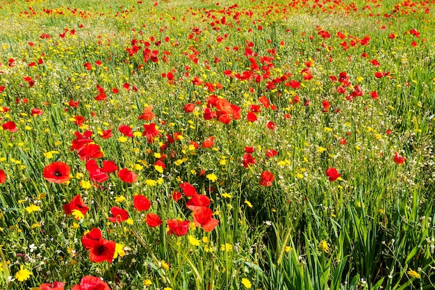 Een weide vol mooie rode klaprozen en mooie gele madeliefjes in de lente met een achtergrond van witte wolken tegen de blauwe lucht