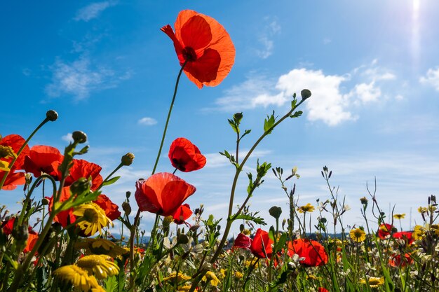 Een weide vol mooie rode klaprozen en mooie gele madeliefjes in de lente