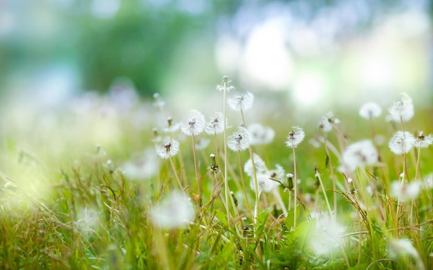 een weiland met paardebloemen die gloeien van de zon