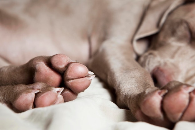 Een Weimaraner-puppy die op een bed slaapt