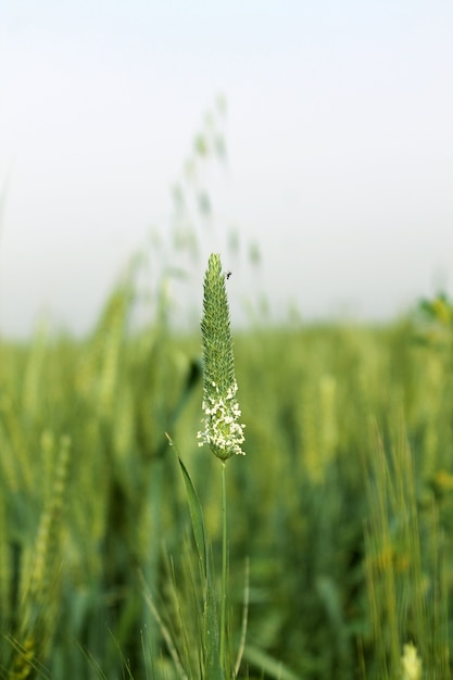 Een weinig Millet plant in Tarwegebieden