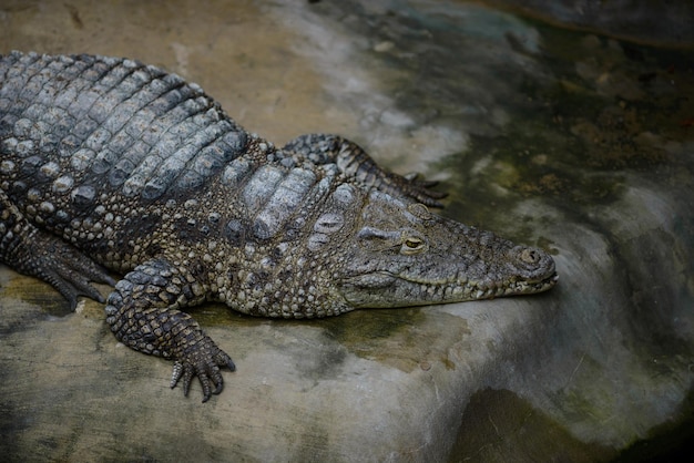 Een weldoorvoede krokodil ligt op een grote rots