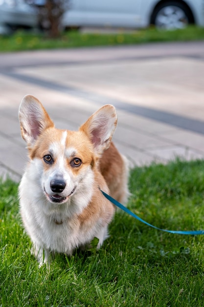 Een welsh corgi-hond op een lentewandeling in het gras ziet eruit