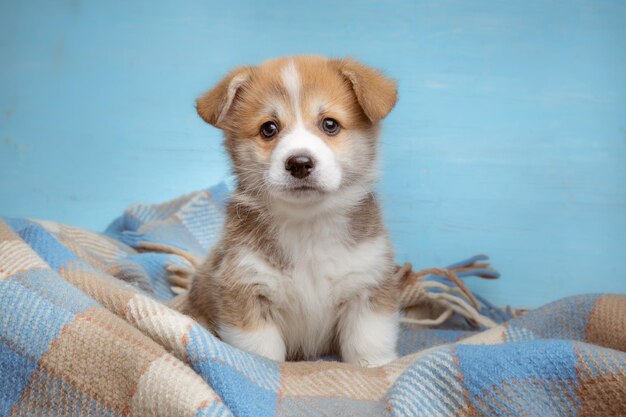 een welsh corgi puppy gewikkeld in een plaid op een witte achtergrond