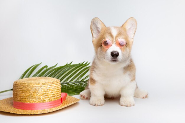 Een Welsh corgi-puppy in zonnebril met een strohoed en een palmtak op een witte achtergrond