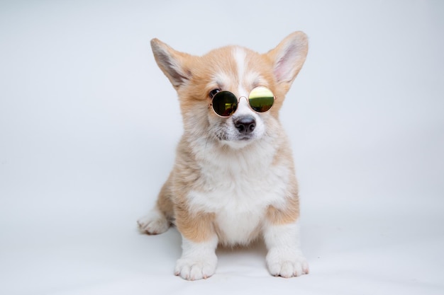 Een Welsh corgi puppy in zonnebril zit op een witte achtergrond