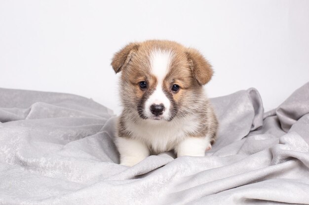 Een Welsh Corgi-puppy is geïsoleerd op een witte achtergrond