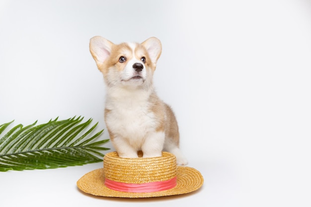 Een Welsh corgi-puppy met een strohoed en een palmtak op een witte achtergrond