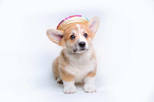 Een welsh corgi-puppy met strohoeden zit op een witte achtergrond