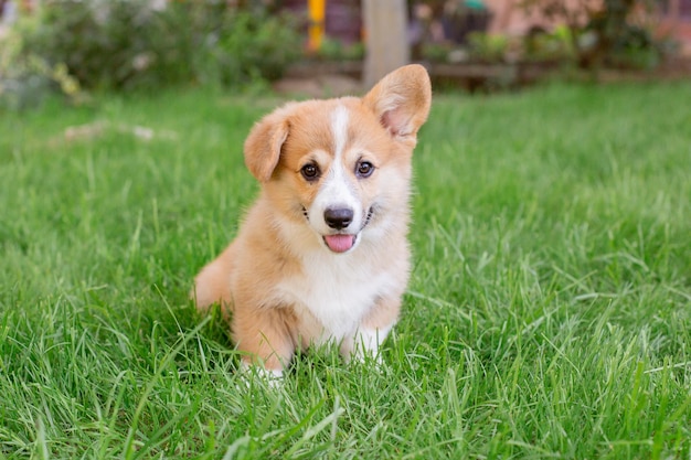 een Welsh corgi-puppy zit in het gras voor een wandeling