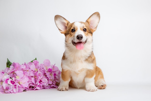 een Welsh corgi puppy zit met een boeket bloemen op een witte achtergrond