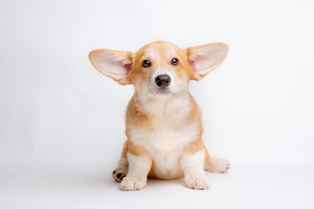 Een Welsh Corgi-puppy zit op een witte achtergrond