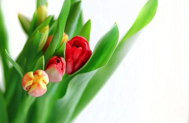 Een wenskaart lente bloemen tulpen op een witte achtergrond met een kopie van de spatie