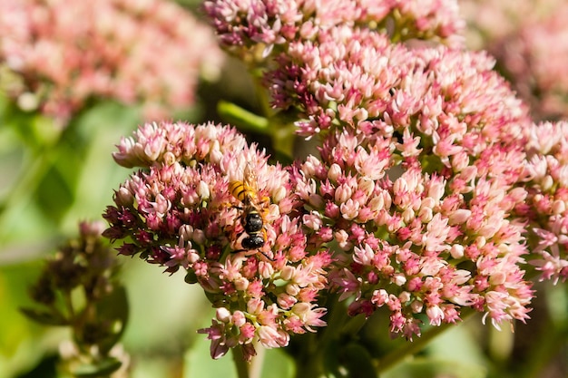 Een wesp verzamelt nectar op bloemen