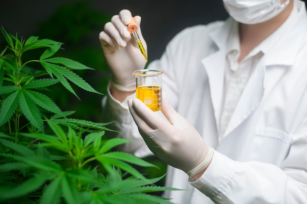 Een wetenschapper controleert en analyseert een cannabisexperiment en houdt een beker CBD-olie vast in een laboratorium