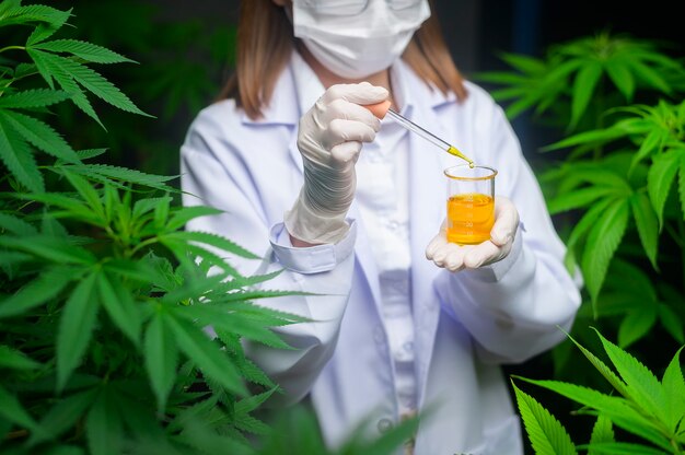 Een wetenschapper controleert en analyseert een cannabisexperiment en houdt een beker CBD-olie vast in een laboratorium