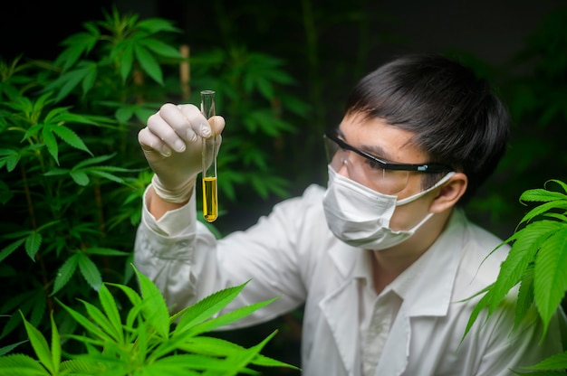 Een wetenschapper controleert en analyseert een cannabisexperiment en houdt een beker met cbd-olie in een laboratorium