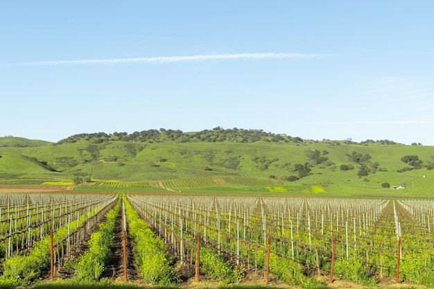Een wijngaard met een heuvel op de achtergrond