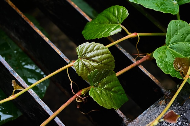 Een wijnstok met groene bladeren en een groen blad